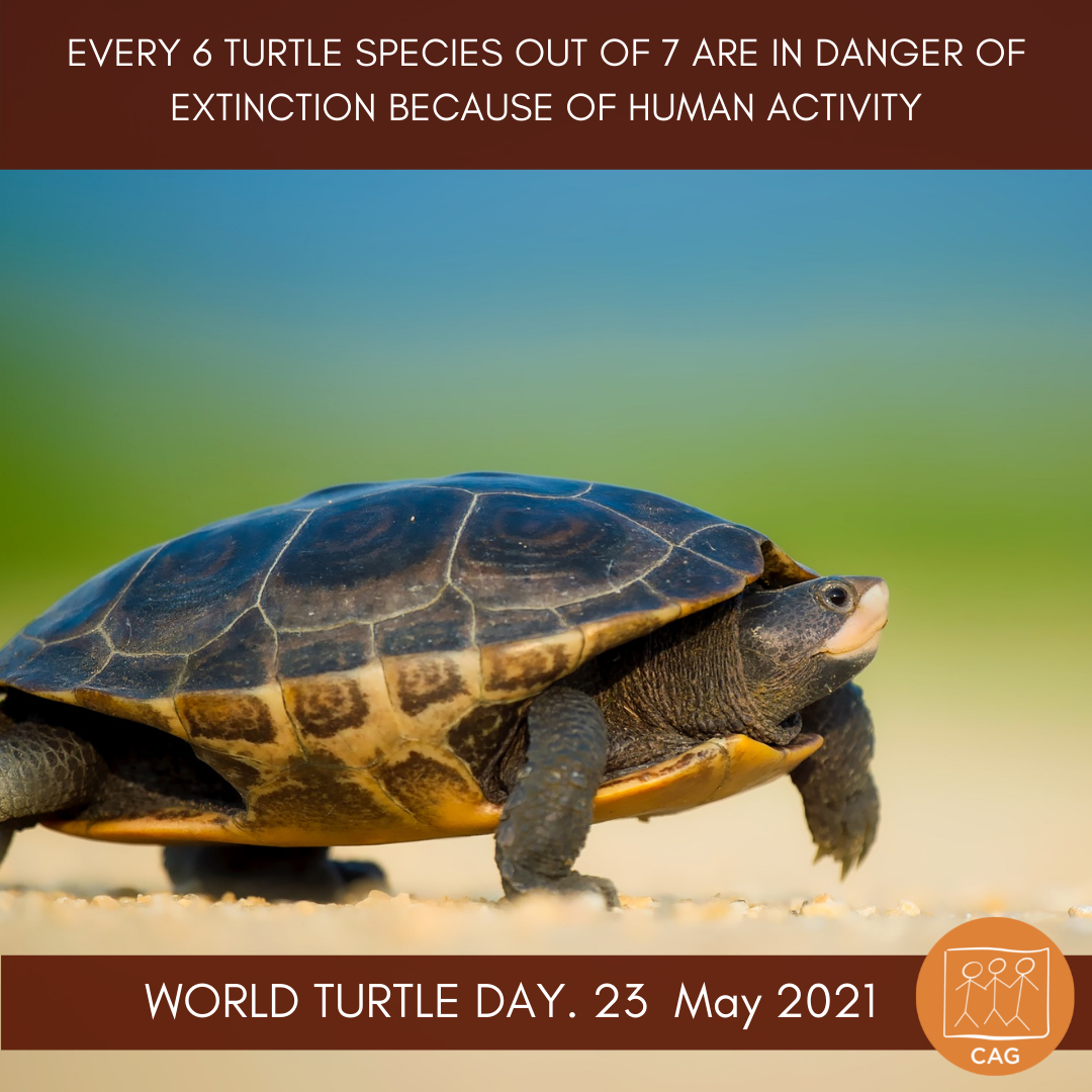 Social Media Post World Turtle Day 2021 CAG
